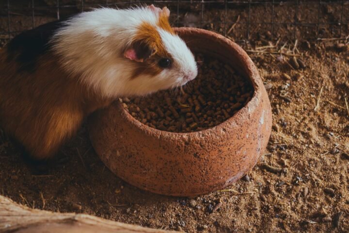 Guinea pig eating fresh food as part of a balanced high-fiber diet