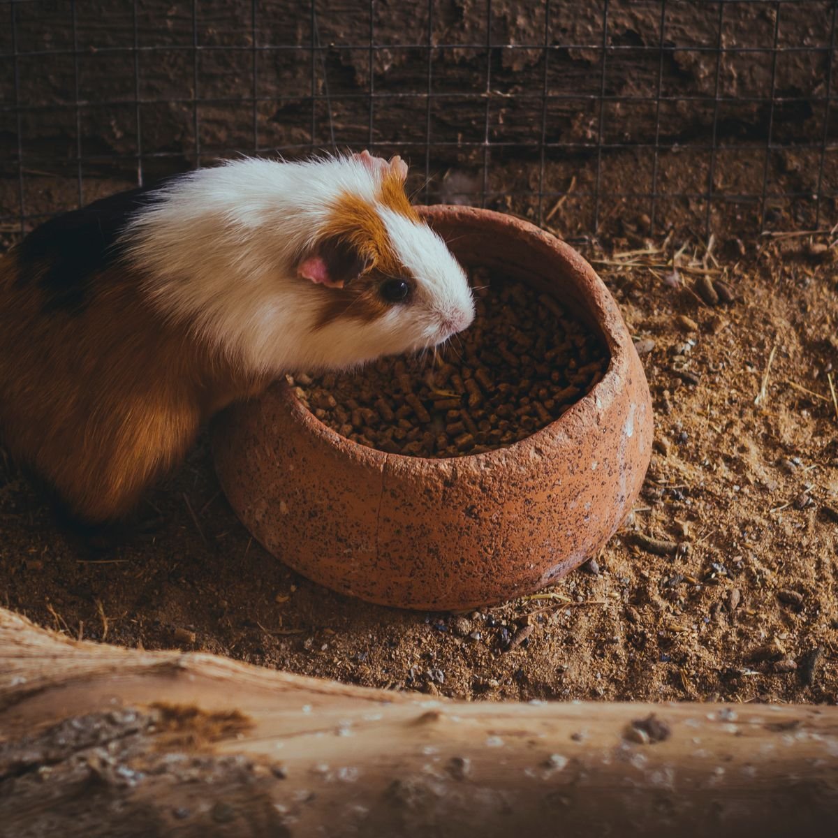 Guinea pig eating fresh food as part of a balanced high-fiber diet
