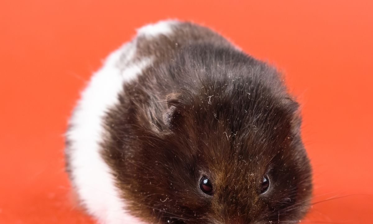 Syrian hamster eating seeds with its cheek pouches visibly filled