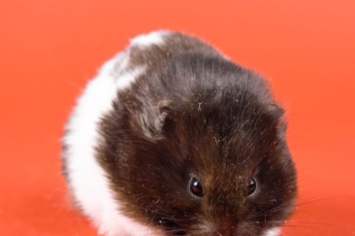 Syrian hamster eating seeds with its cheek pouches visibly filled
