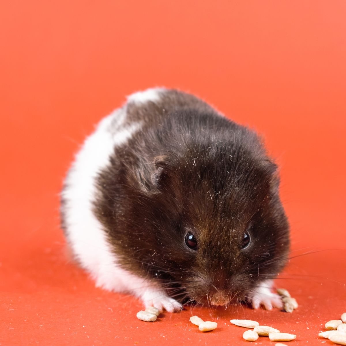 Syrian hamster eating seeds with its cheek pouches visibly filled