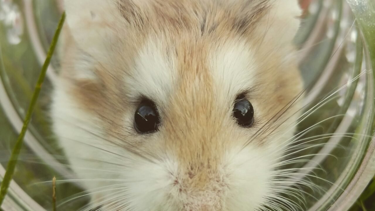Close-up of a hamster being observed for posture and health changes