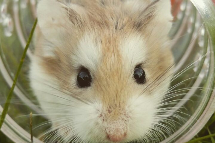 Close-up of a hamster being observed for posture and health changes