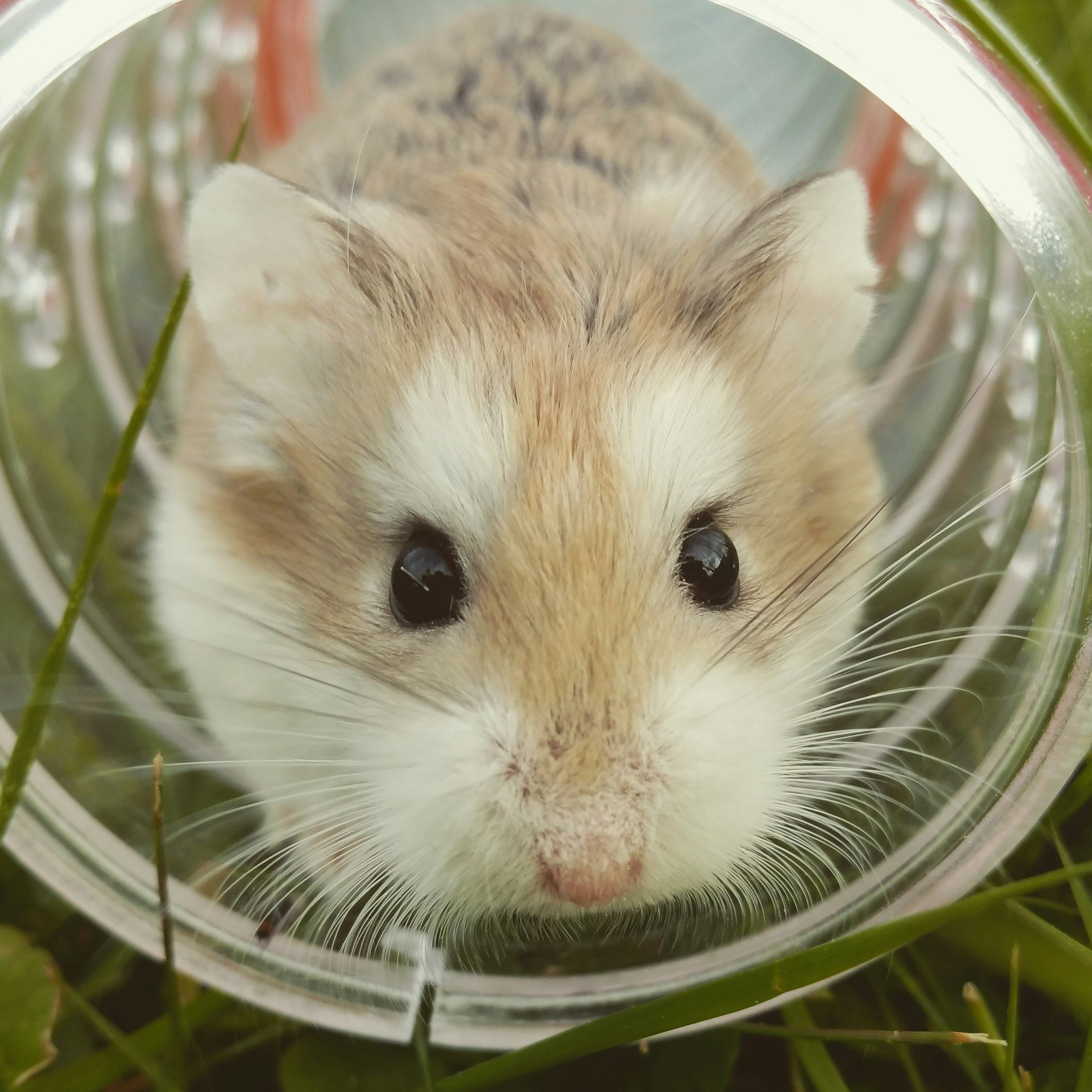 Close-up of a hamster being observed for posture and health changes