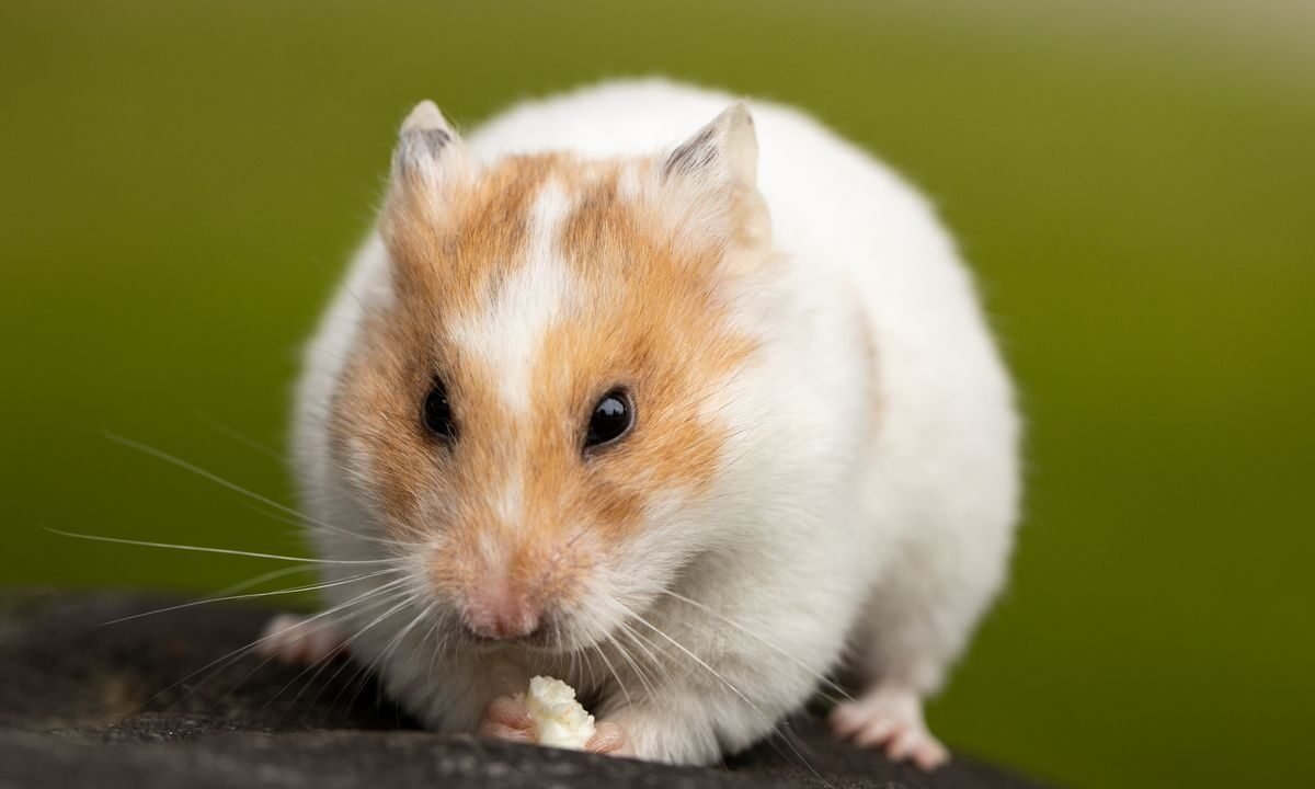 Close-up of a pet hamster during a routine check for lumps and body changes