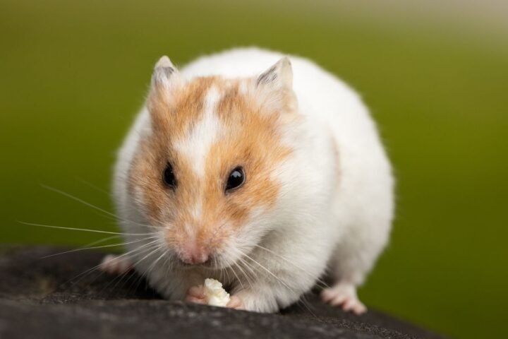 Close-up of a pet hamster during a routine check for lumps and body changes