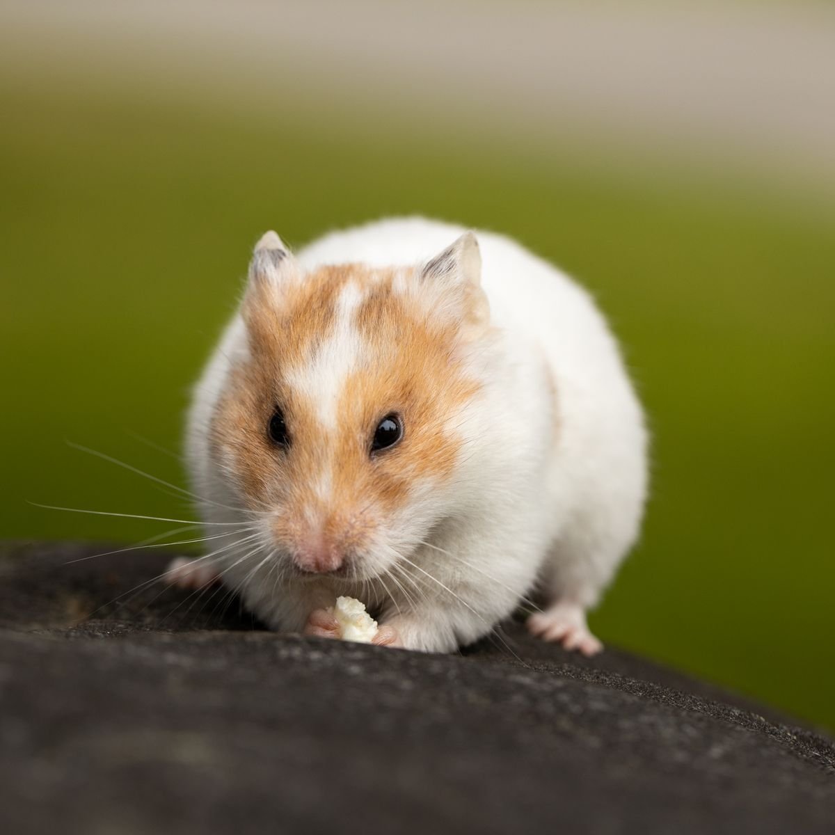 Close-up of a pet hamster during a routine check for lumps and body changes