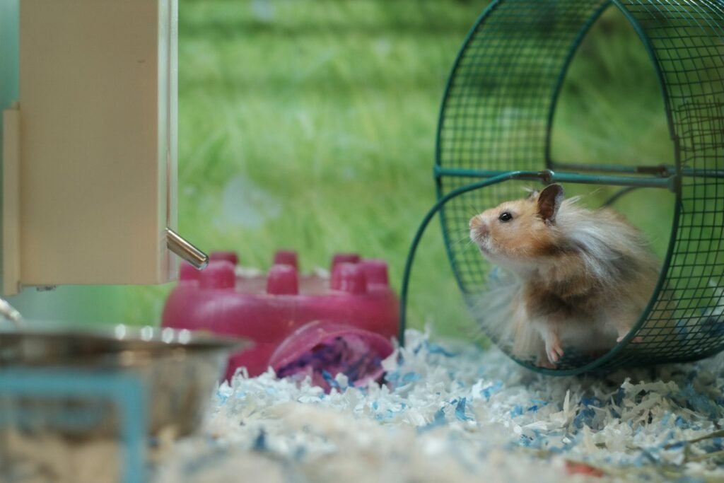 Hamster beside an exercise wheel in its enclosure