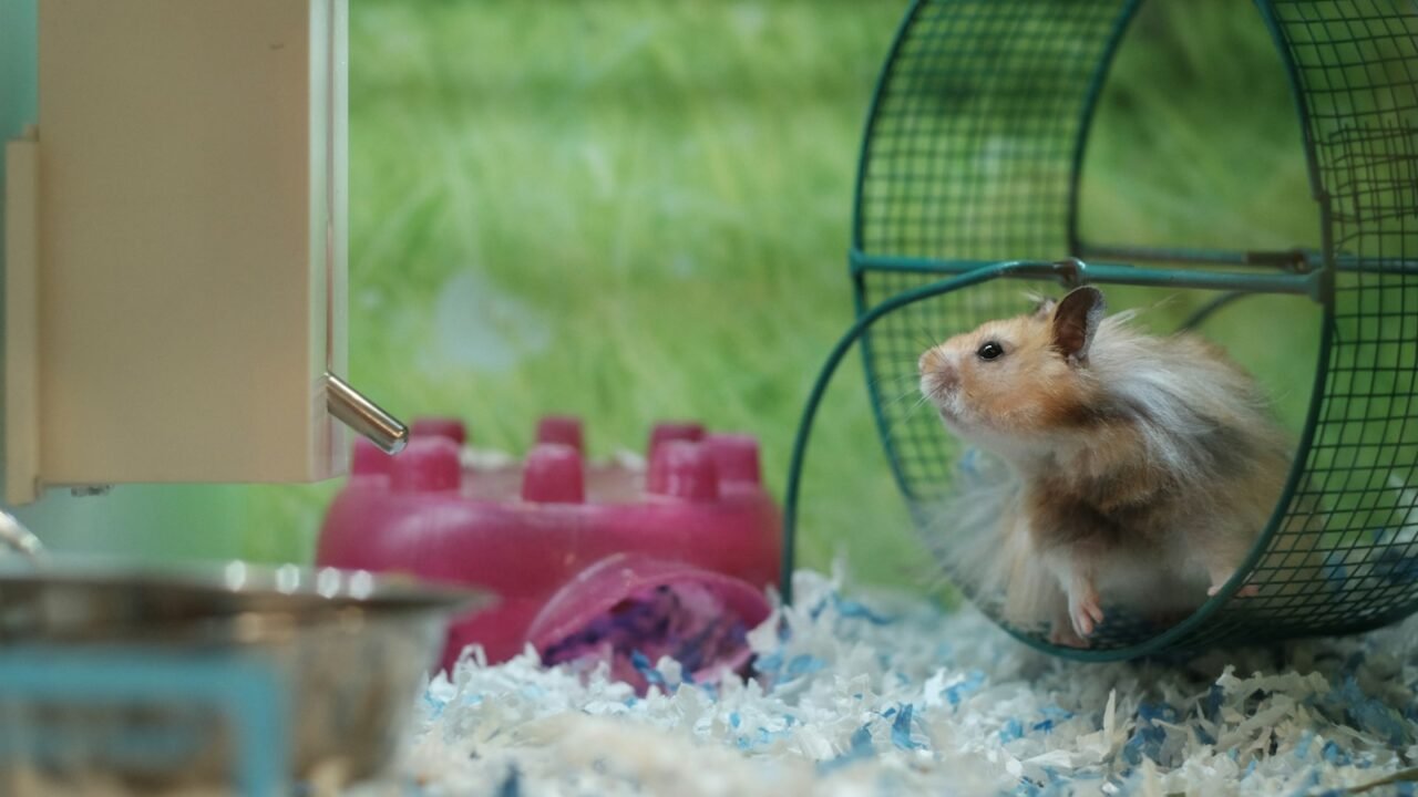 Hamster beside an exercise wheel in its enclosure