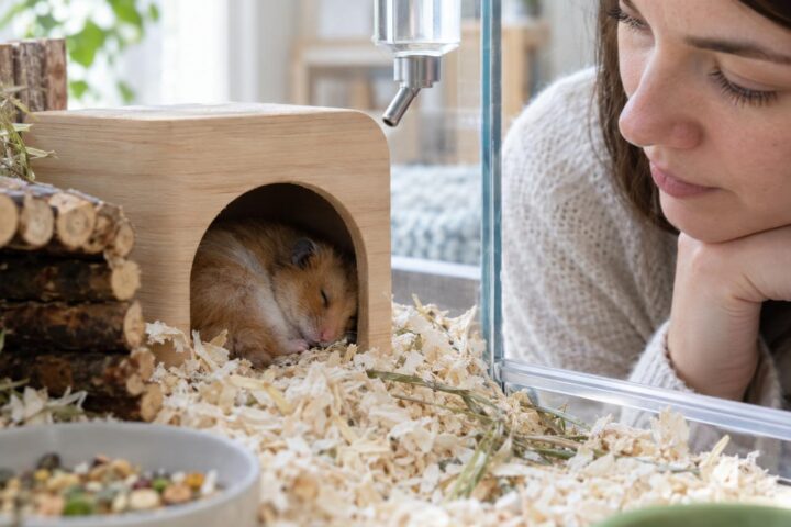 Hamster sleeping in the entrance of a hide while an owner observes from nearby