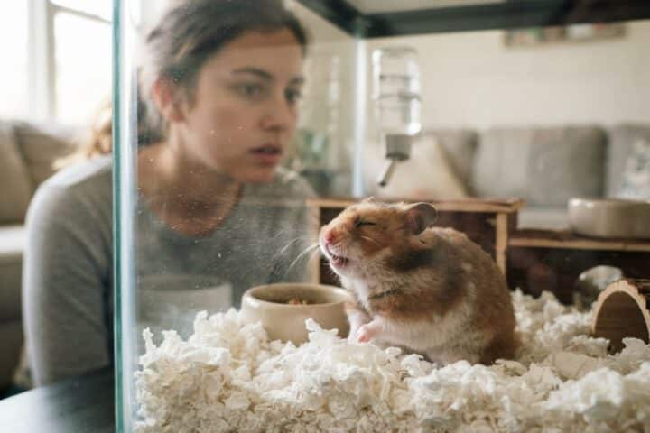 Hamster in a clean low-dust enclosure while an owner observes possible sneezing