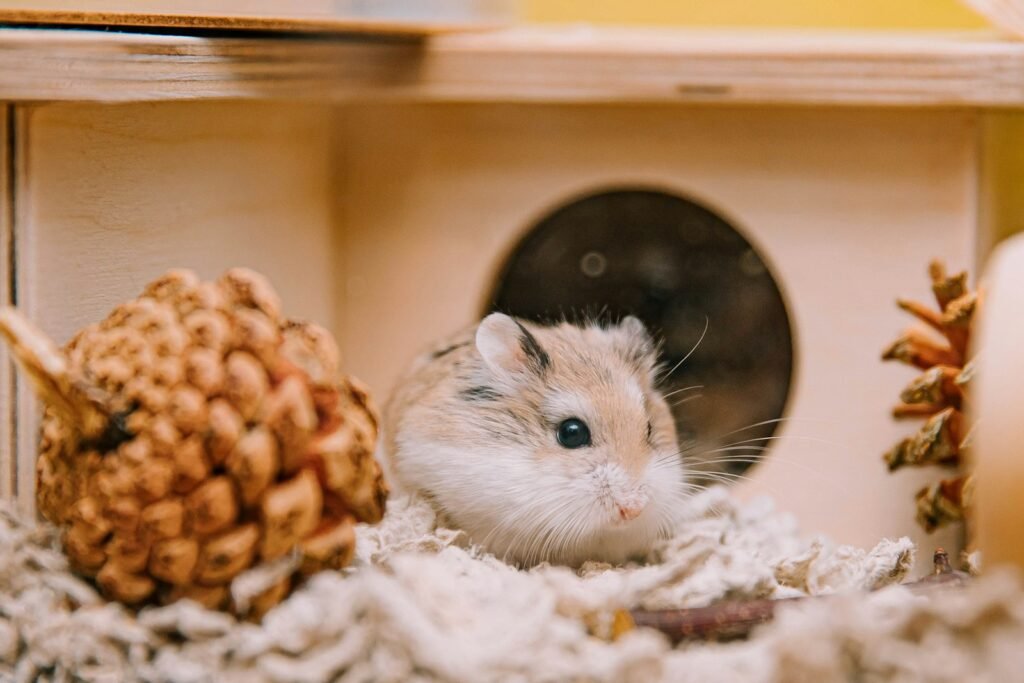 Pet hamster near a hide in a calm home enclosure
