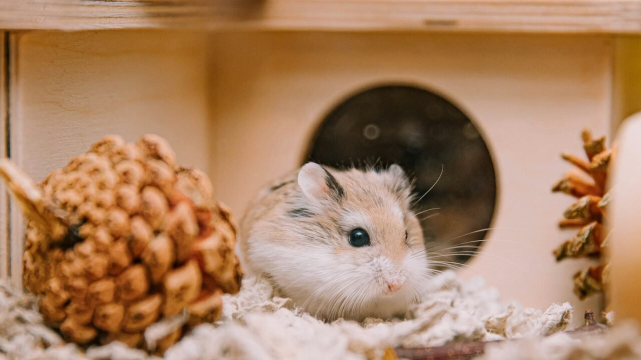 Pet hamster near a hide in a calm home enclosure