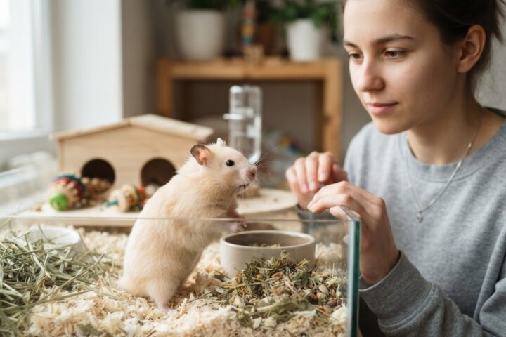 Syrian hamster with a slightly rounded abdomen standing on clean bedding while an owner observes