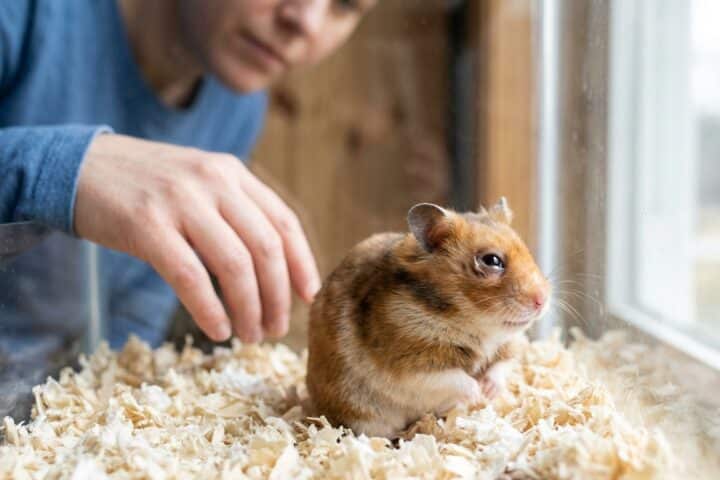 Hamster with one mildly swollen watery eye resting on clean bedding