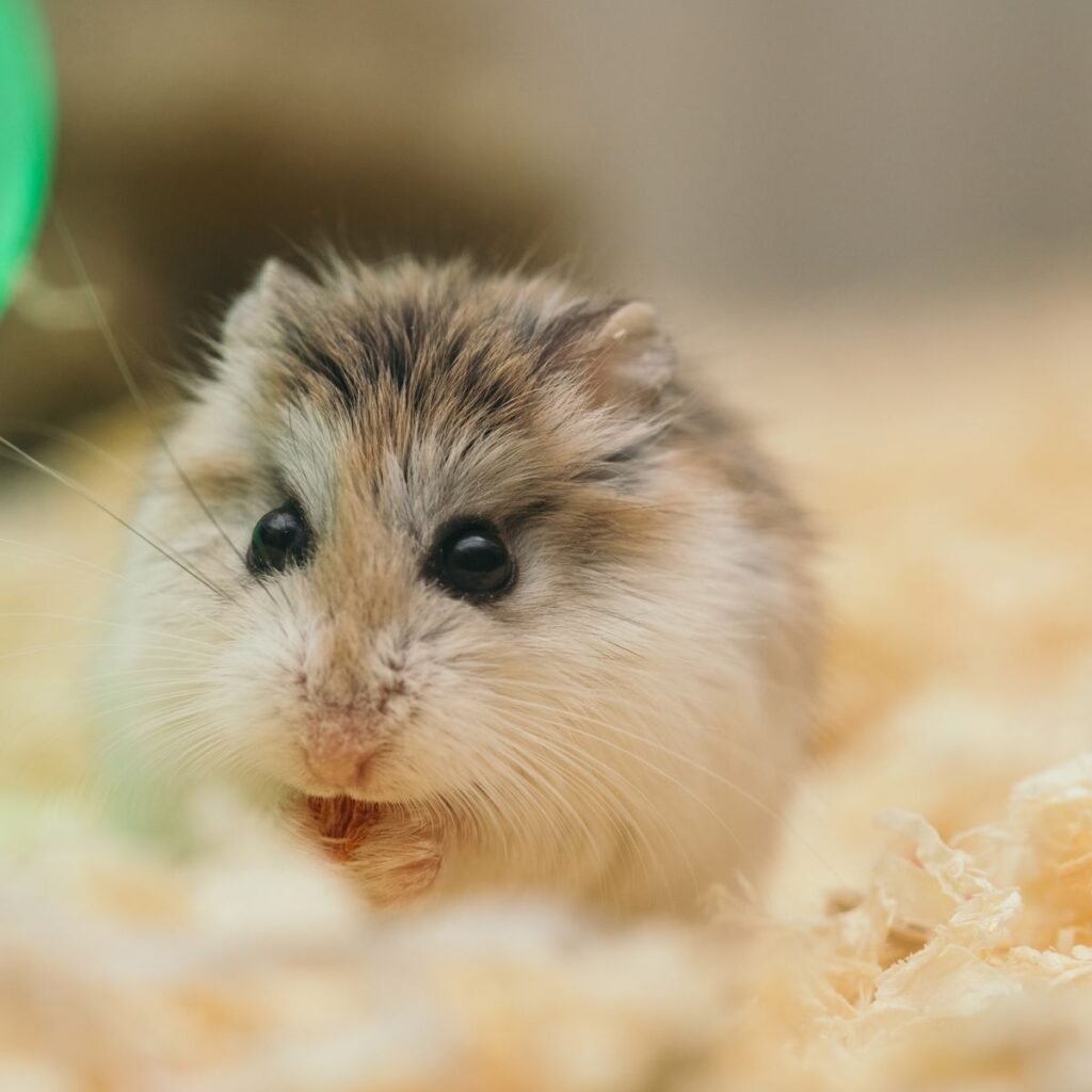Fluffy hamster resting in bedding in a stable indoor environment