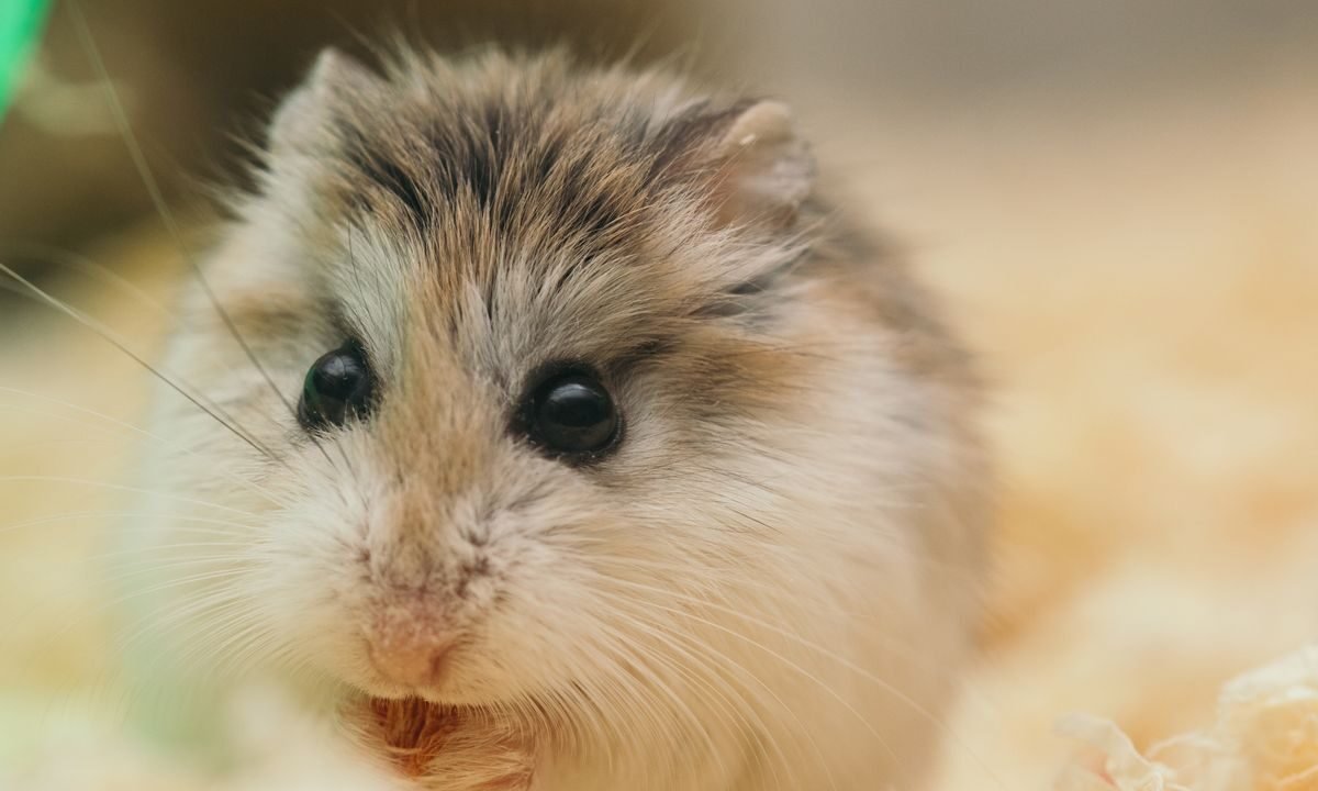 Fluffy hamster resting in bedding in a stable indoor environment