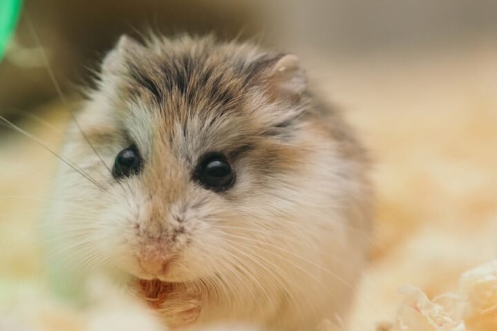 Fluffy hamster resting in bedding in a stable indoor environment