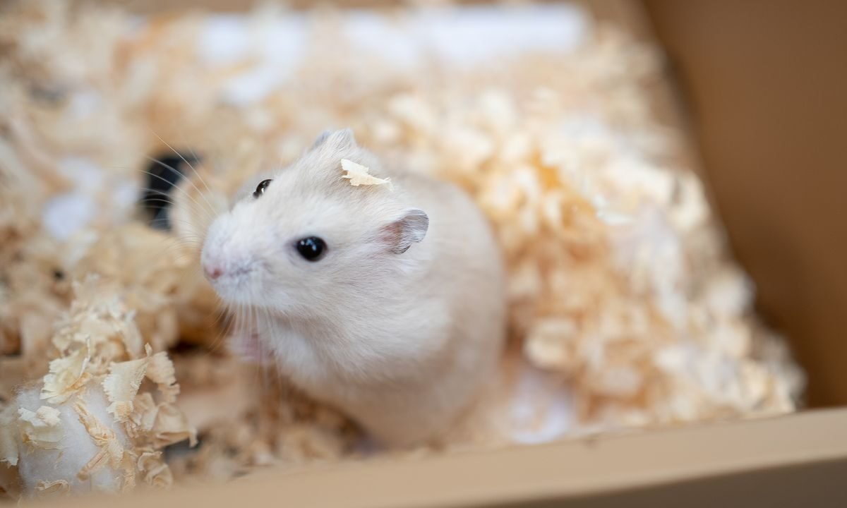 Pet hamster sitting in bedding inside a secure travel container