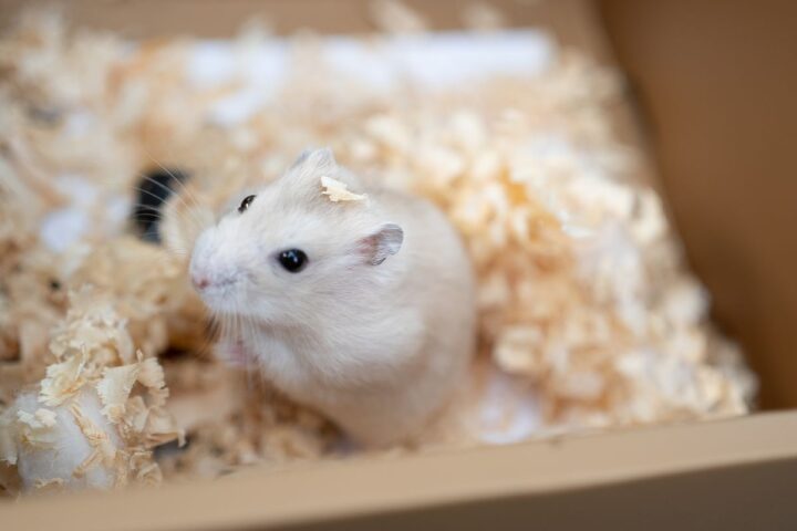 Pet hamster sitting in bedding inside a secure travel container