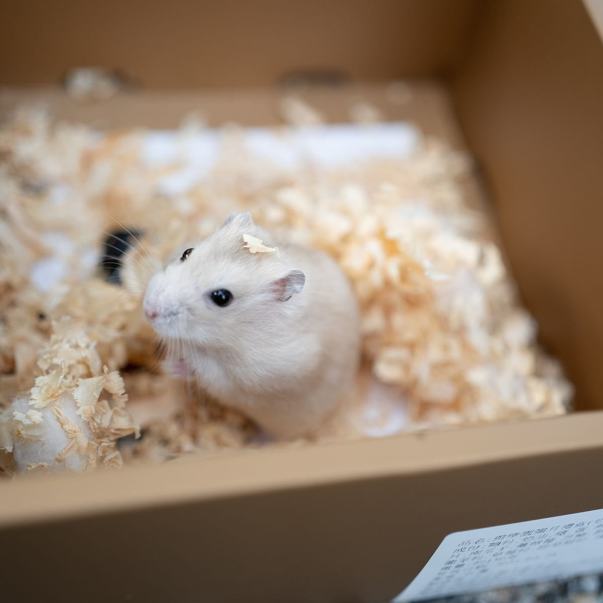 Pet hamster sitting in bedding inside a secure travel container