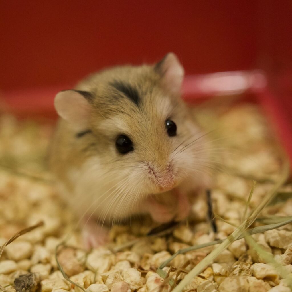 Pet hamster sitting in clean bedding while an owner monitors signs of illness