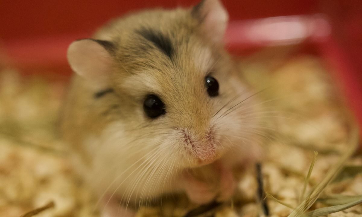 Pet hamster sitting in clean bedding while an owner monitors signs of illness