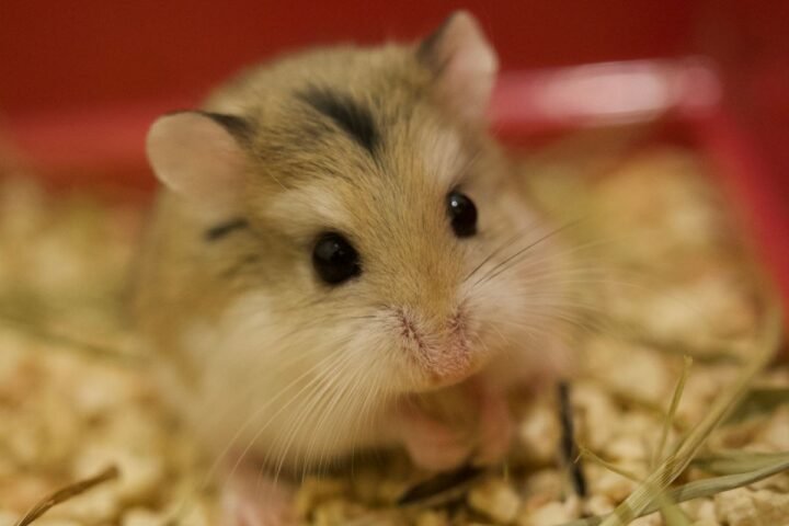 Pet hamster sitting in clean bedding while an owner monitors signs of illness