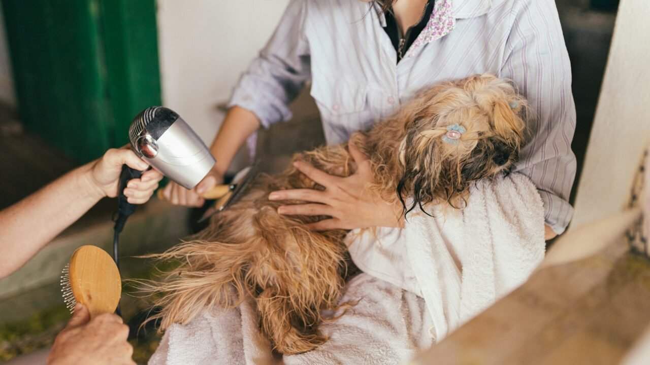 Dog being groomed and dried during a home grooming session