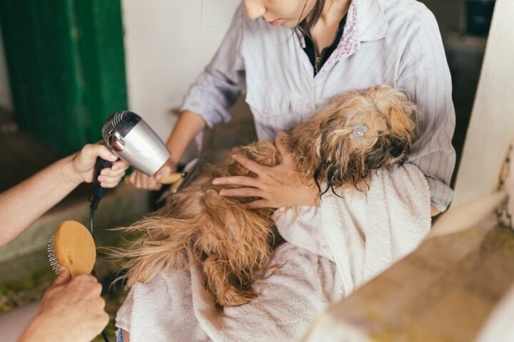 Dog being groomed and dried during a home grooming session