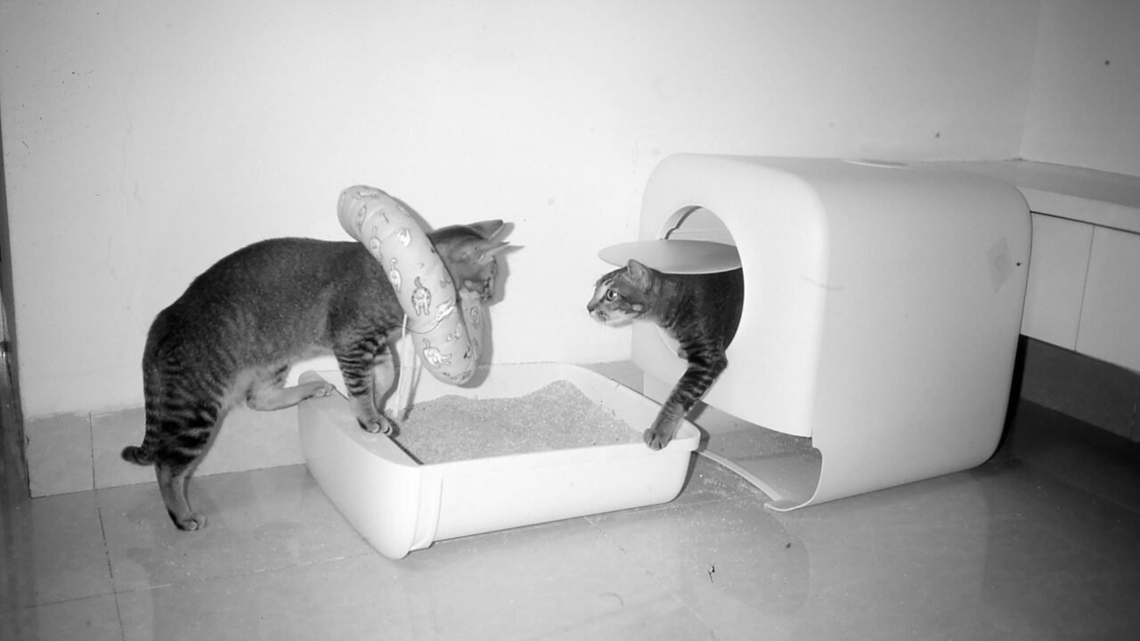 Cats near a litter box in a clean home while comparing low-dust litter choices