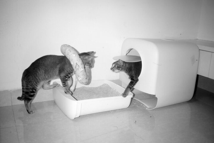Cats near a litter box in a clean home while comparing low-dust litter choices
