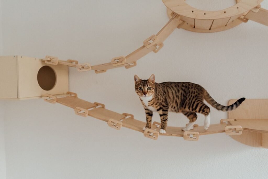 Tabby cat exploring a wall-mounted indoor climbing and enrichment area