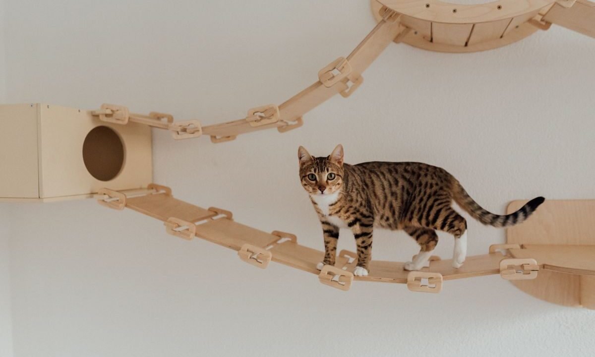 Tabby cat exploring a wall-mounted indoor climbing and enrichment area
