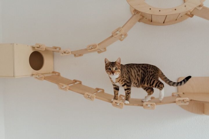 Tabby cat exploring a wall-mounted indoor climbing and enrichment area