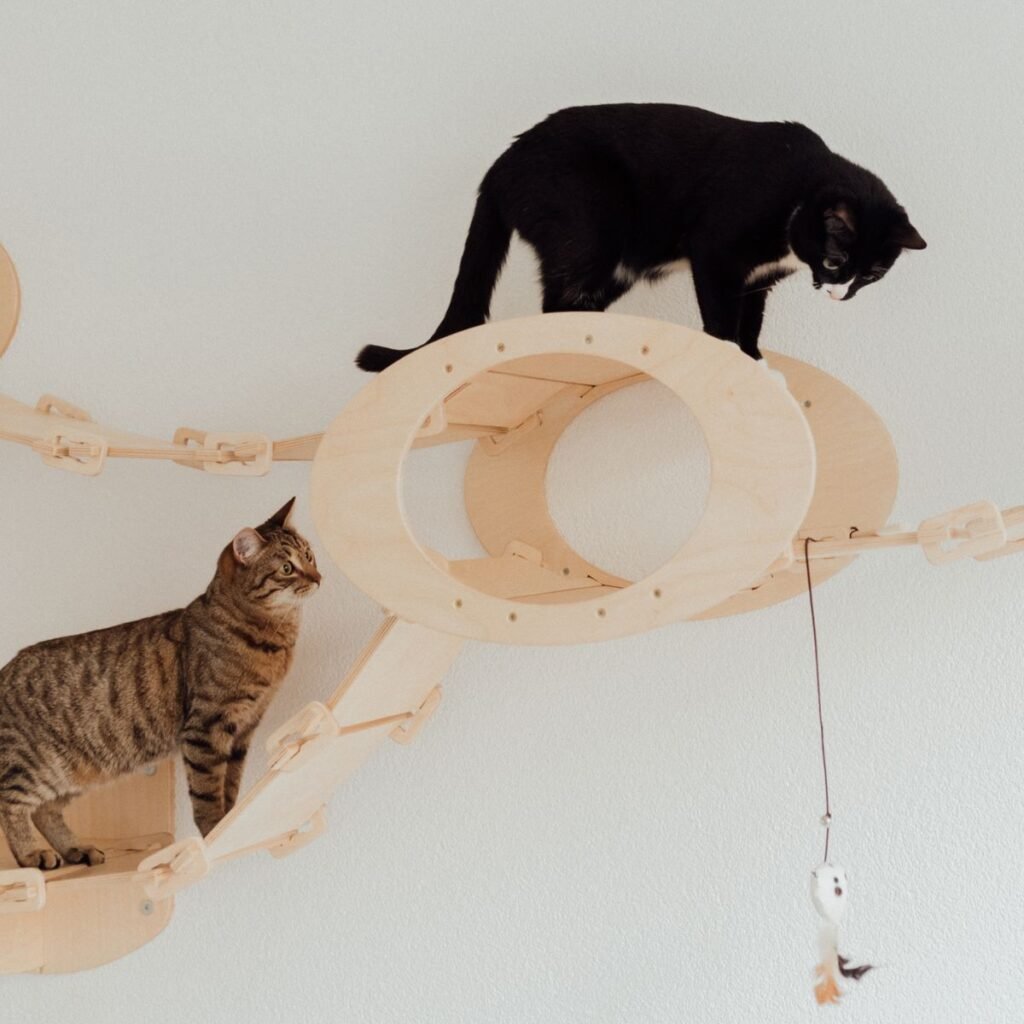 Two indoor cats climbing and playing on cat furniture for exercise
