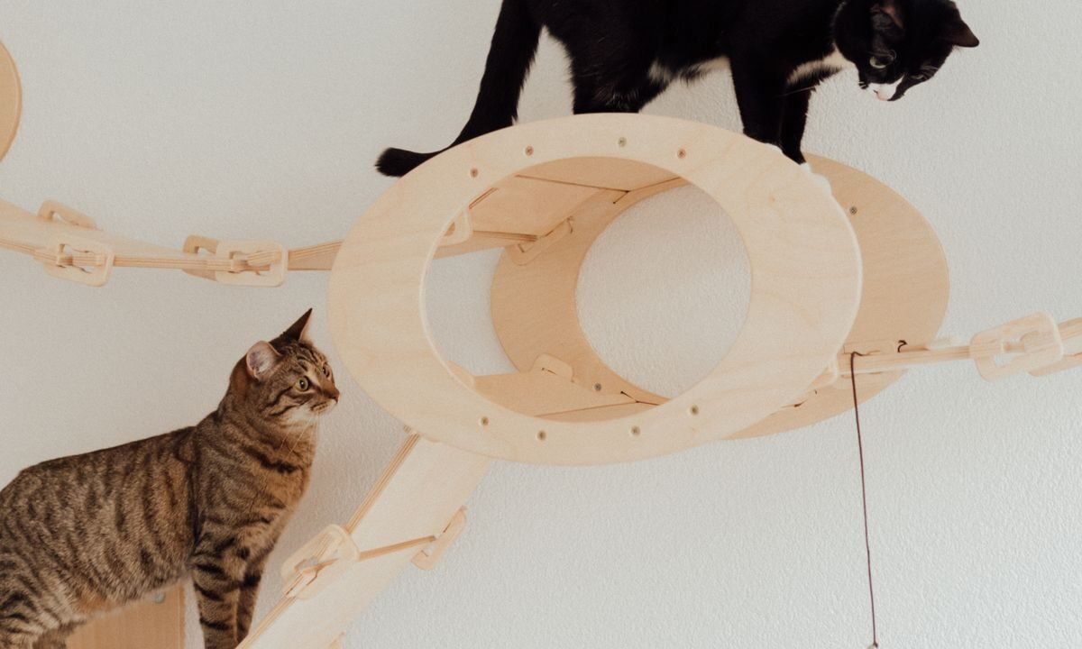 Two indoor cats climbing and playing on cat furniture for exercise