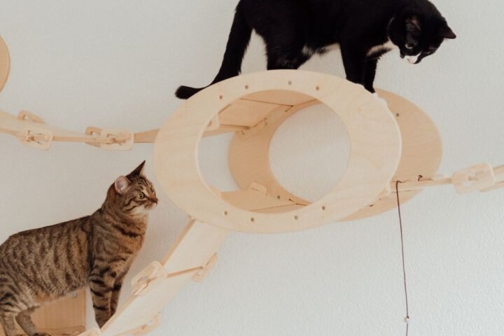 Two indoor cats climbing and playing on cat furniture for exercise