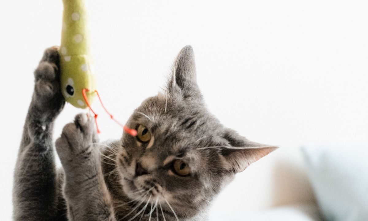 Indoor cat interacting with a toy during active play