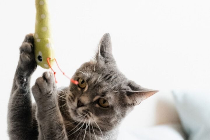Indoor cat interacting with a toy during active play