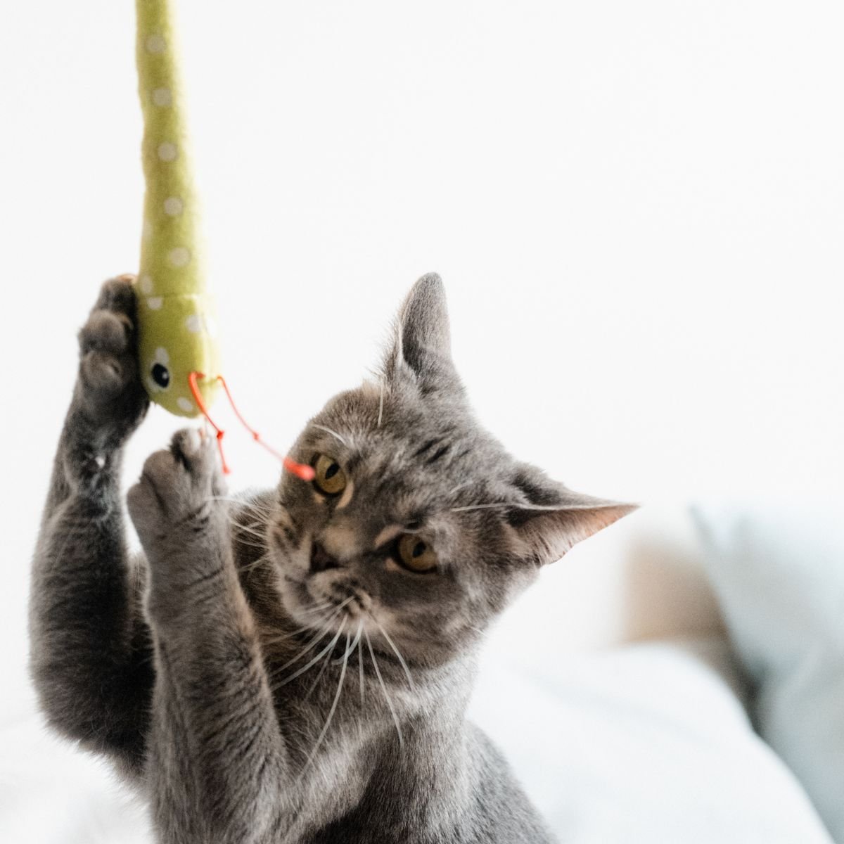 Indoor cat interacting with a toy during active play