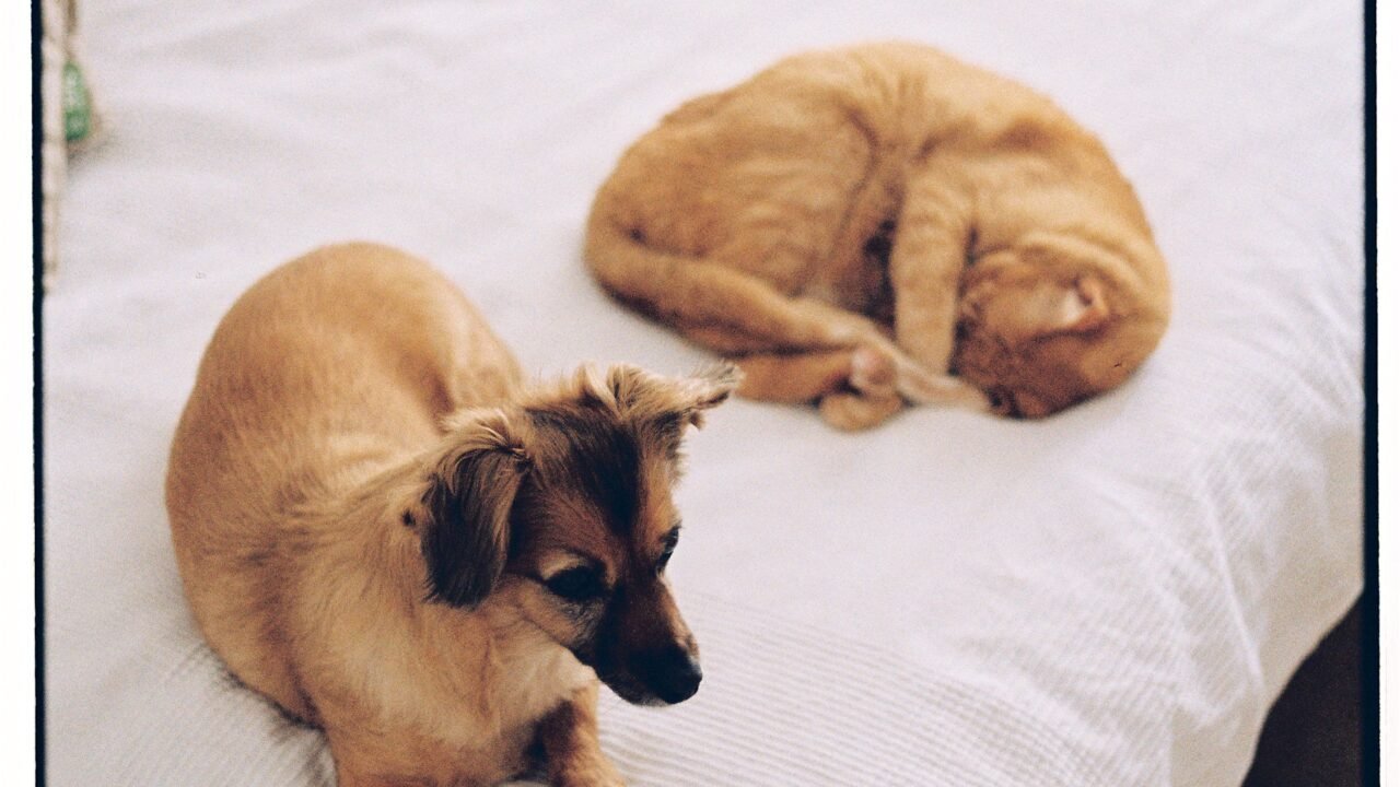 Dog and cat resting calmly together indoors after a gradual introduction