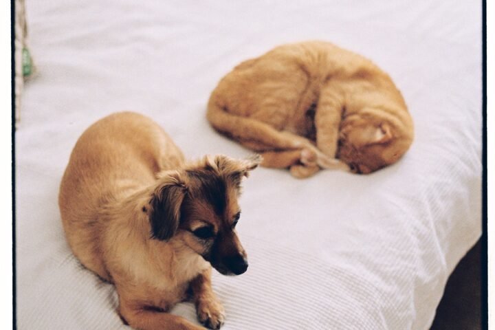 Dog and cat resting calmly together indoors after a gradual introduction