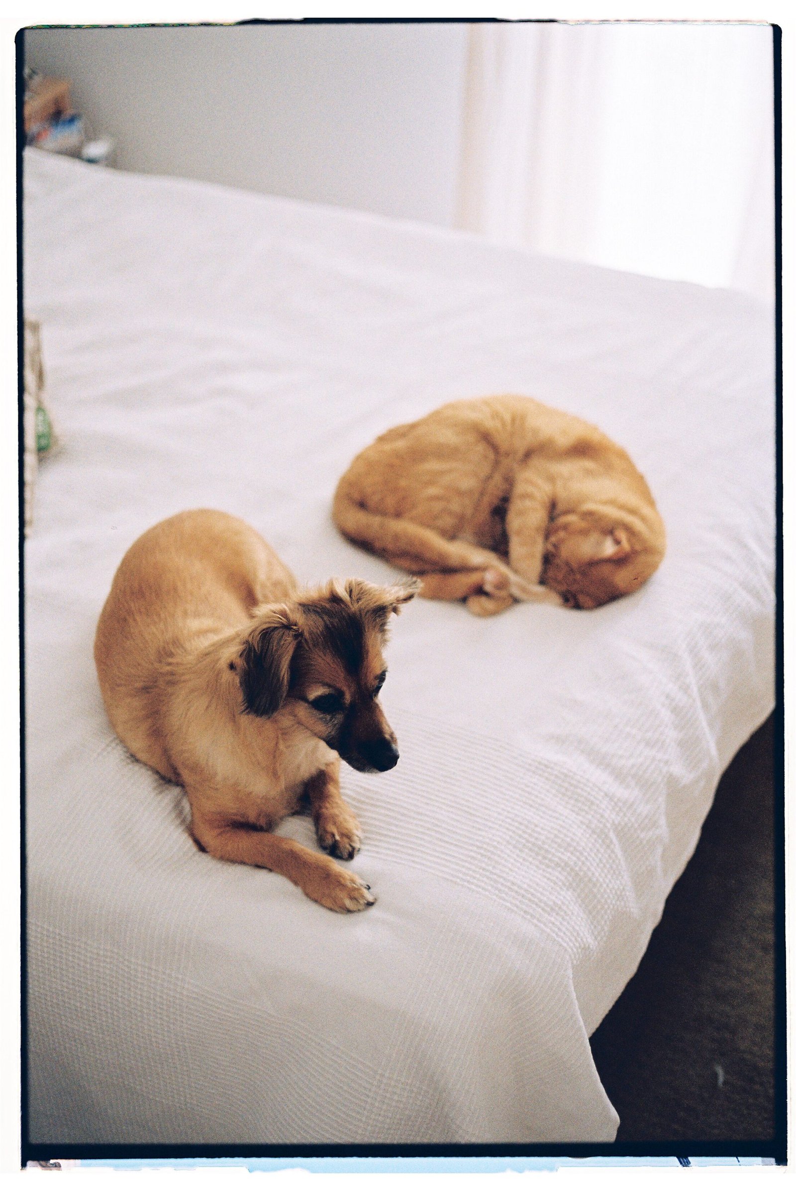 Dog and cat resting calmly together indoors after a gradual introduction