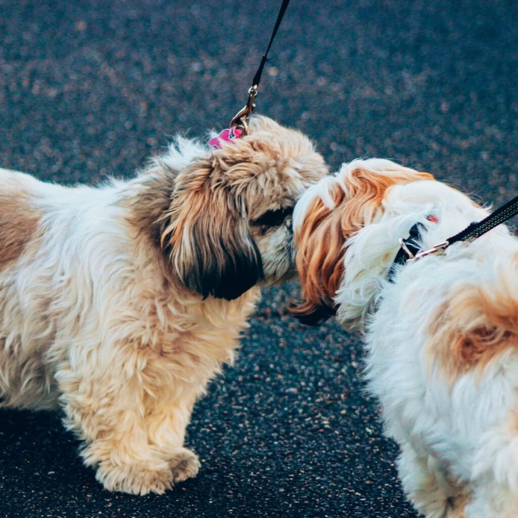 Two dogs meeting calmly on leashes during a gradual introduction