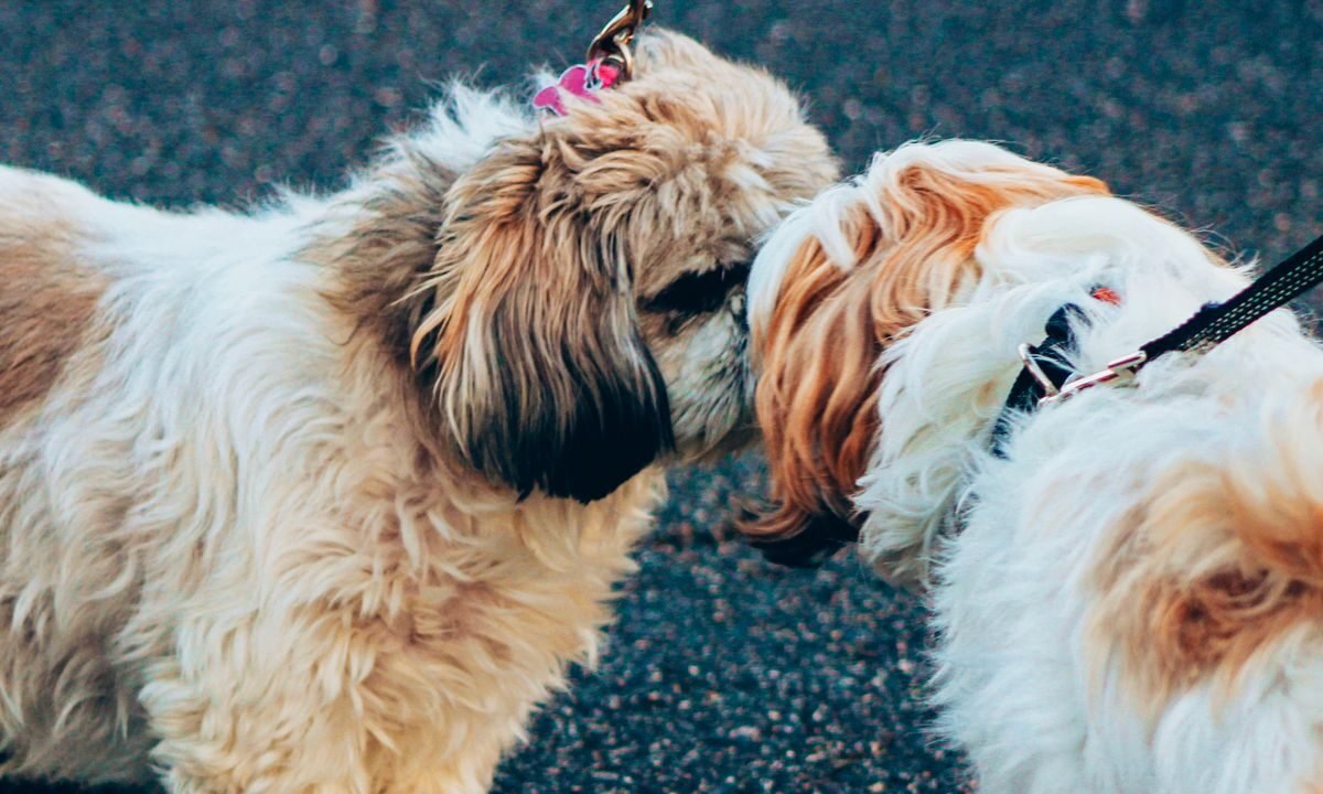 Two dogs meeting calmly on leashes during a gradual introduction