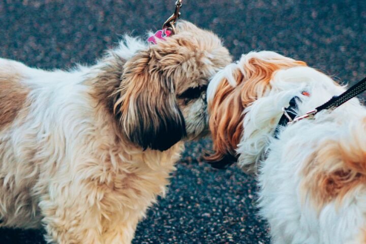 Two dogs meeting calmly on leashes during a gradual introduction
