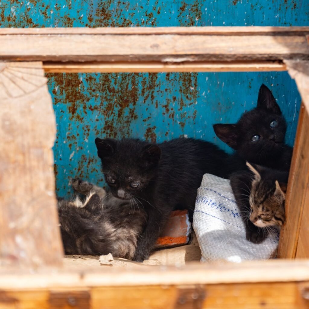 Young kittens exploring a low box during early home training