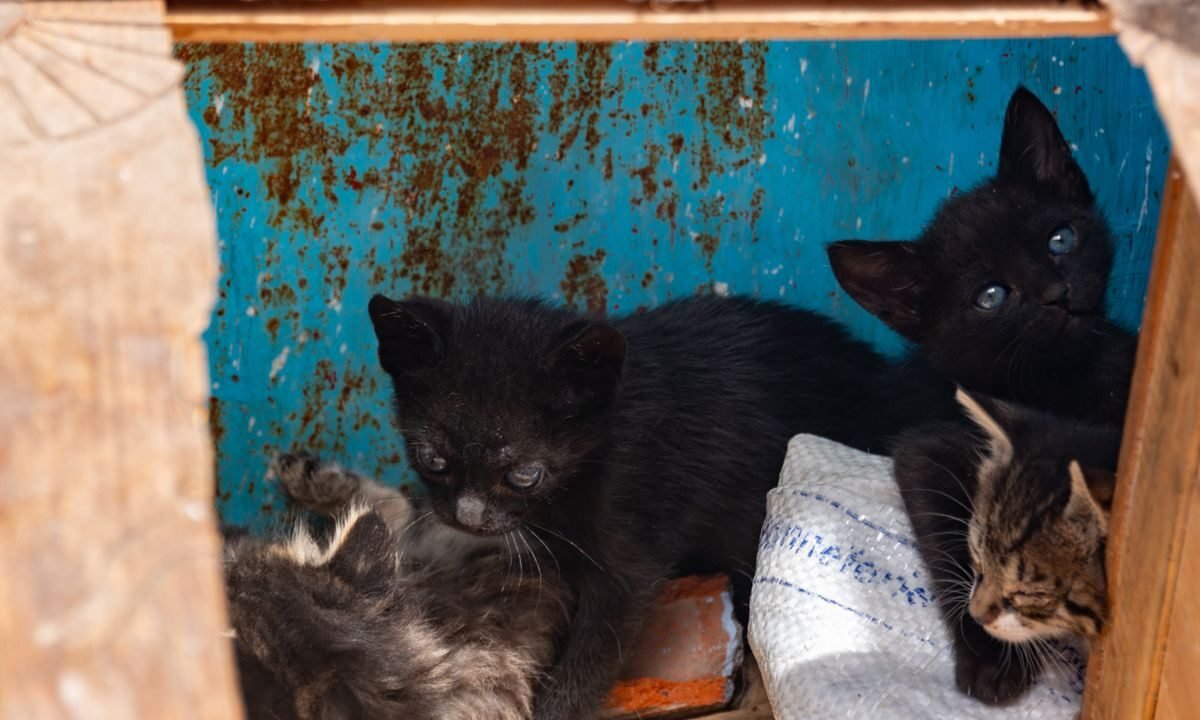 Young kittens exploring a low box during early home training