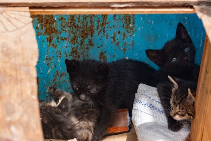 Young kittens exploring a low box during early home training